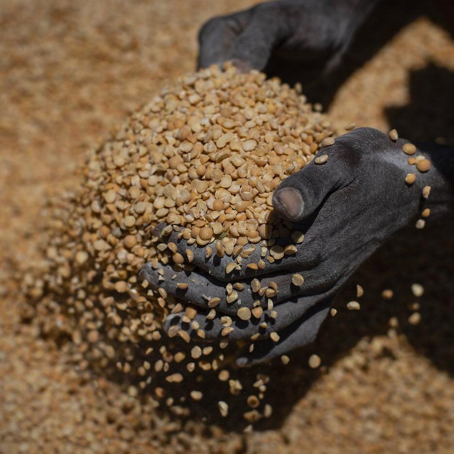 ºÃÉ«tv yellow peas hit with India's new 30 per cent tariff on all imports